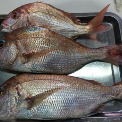 虎ノ介さんでタイラバでタイ3枚