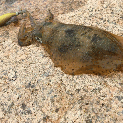 男鹿島エギング(2018-4)