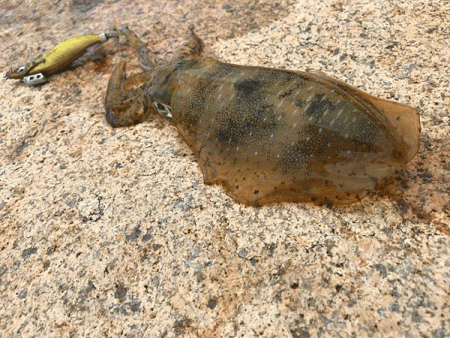 男鹿島エギング(2018-4)