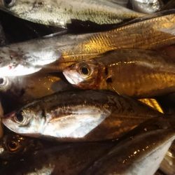 アジはナイスサイズ