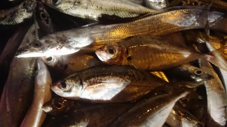 アジはナイスサイズ