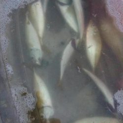 タチウオ浮き釣りとサビキのアジ、サバ