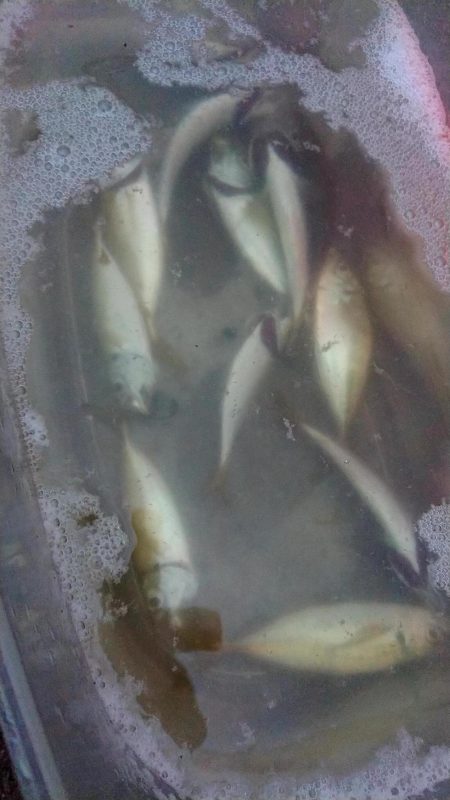 タチウオ浮き釣りとサビキのアジ、サバ