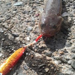 腕おちた・・・