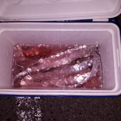 ボチボチな釣果