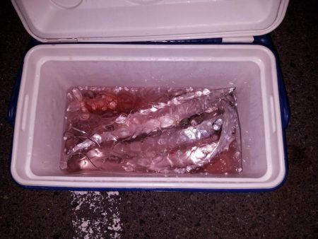 ボチボチな釣果