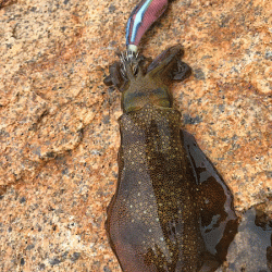 男鹿島エギング(2018-7)