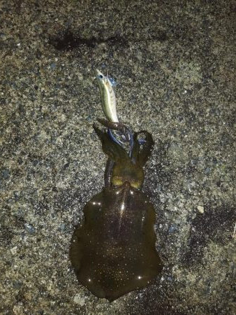 今年最初の秋イカ調査。