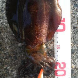 八つ・九つ・十 つ抜けできました。