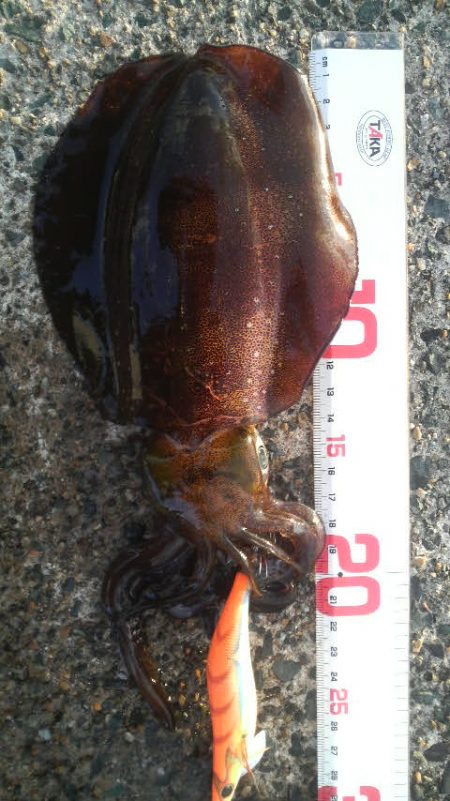 八つ・九つ・十 つ抜けできました。