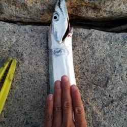 ボチボチな釣果