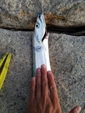 ボチボチな釣果