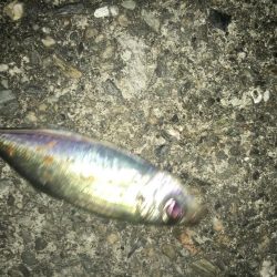 サバとファイト