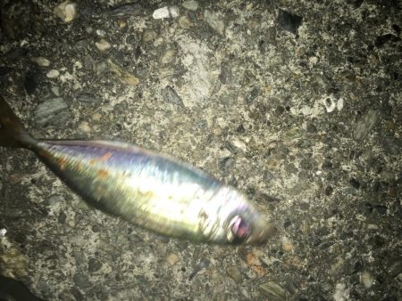 サバとファイト