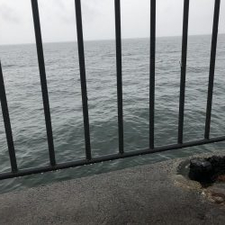 タチウオ→サバ→サゴシ→謎魚!?