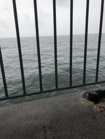 タチウオ→サバ→サゴシ→謎魚!?