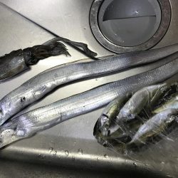 活きアジでアオリイカとタチウオ‼︎