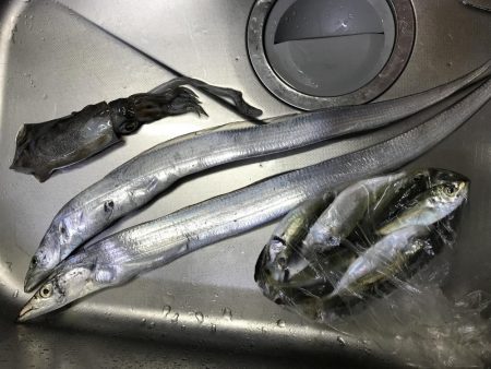 活きアジでアオリイカとタチウオ‼︎