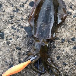 秋烏賊エギング