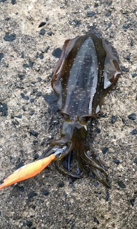 秋烏賊エギング