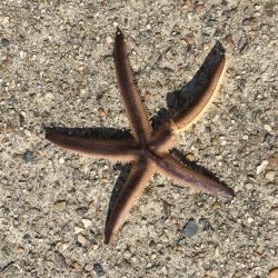 新舞子マリンパーク復活