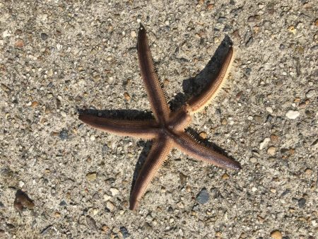 新舞子マリンパーク復活