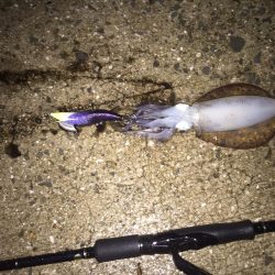 今年初秋エギング