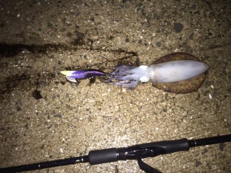 今年初秋エギング