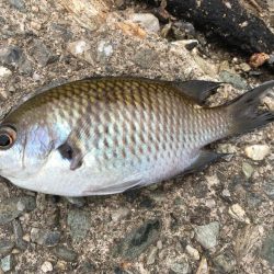 日中の鳴門釣行
