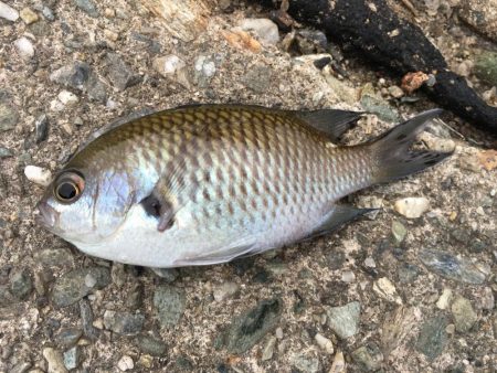 日中の鳴門釣行