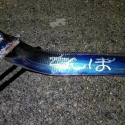 太刀魚大当たり