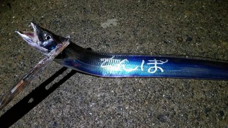 太刀魚大当たり