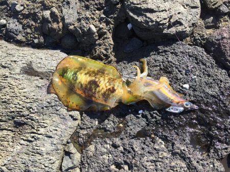 強風荒波なんのその