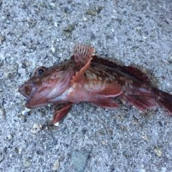 アジさがしからの