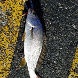 ニベをワーム釣り