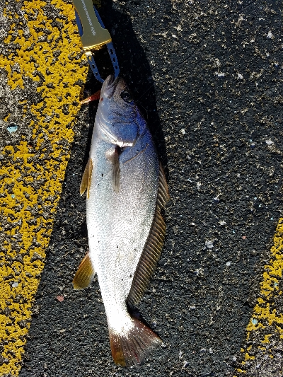 ニベをワーム釣り