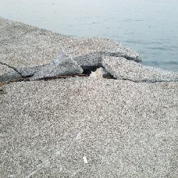 太刀魚釣り　～予想以上に小さいの多い～