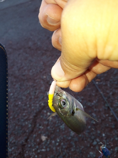 台風後のポイント調査