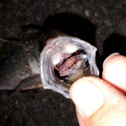 アジングいい感じ