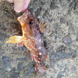 アラカブ[カサゴ]