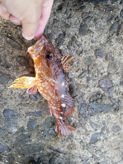 アラカブ[カサゴ]