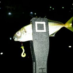 香住遠征アジング