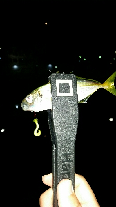 香住遠征アジング