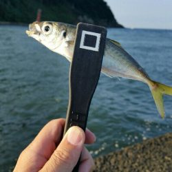 香住アジング遠征No2