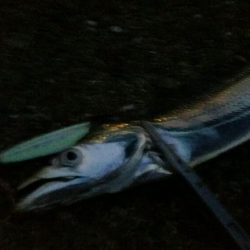 連日好釣のタチウオ