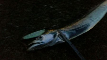 連日好釣のタチウオ