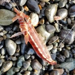 ちょっと残念なカワハギ釣り