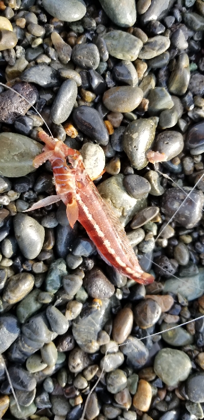 ちょっと残念なカワハギ釣り