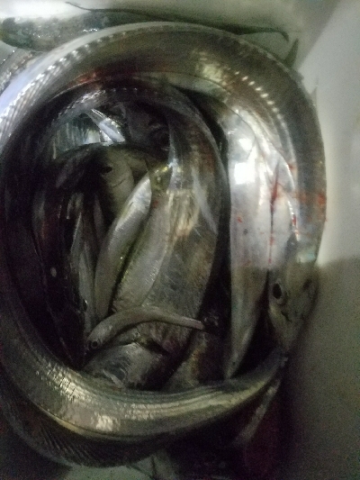 太刀魚釣り　～久し振りに満足～