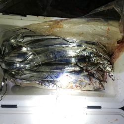 サーフタチウオ